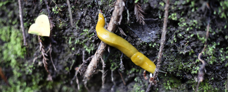 Real Banana Slug
