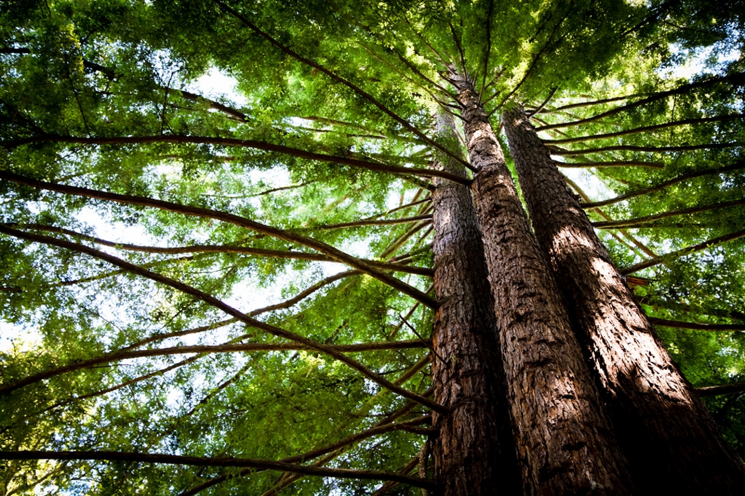 Redwood Trees