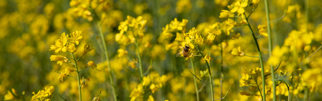 Bees on Yellow Floers