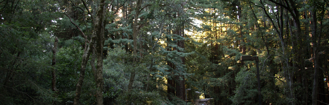 Campus trees