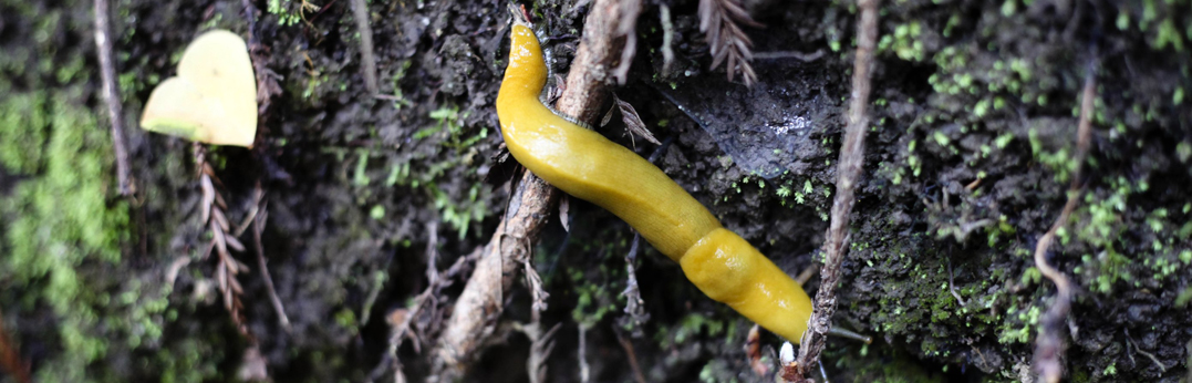 Photo of banana slug